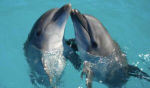 Two dolphins emerging from clear blue water, touching noses playfully as they float side by side.