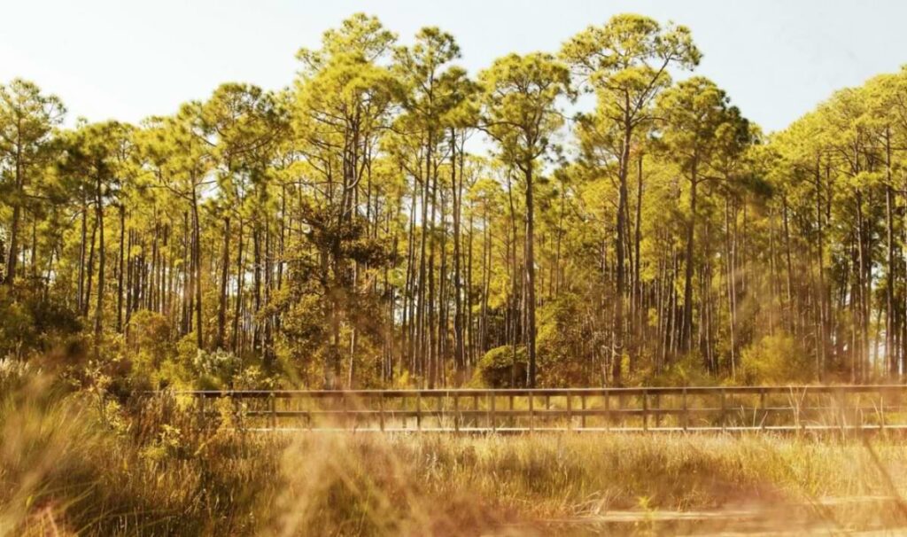 Tall, slender longleaf pine trees rising above dense green undergrowth with a wooden boardwalk running through golden marsh grasses in warm afternoon light at Point Washington State Forest in Florida.