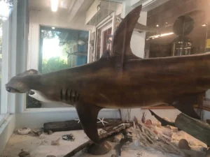 Life-size mounted hammerhead shark displayed in a glass museum case above a sandy scene with seashells, driftwood, and smaller marine models, inside the Destin History and Fishing Museum.