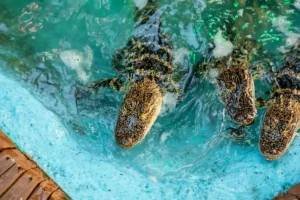 Close-up view of several young alligators swimming in bright turquoise water inside a pool, with one alligator facing the camera near the edge and others partially visible in the churning water.